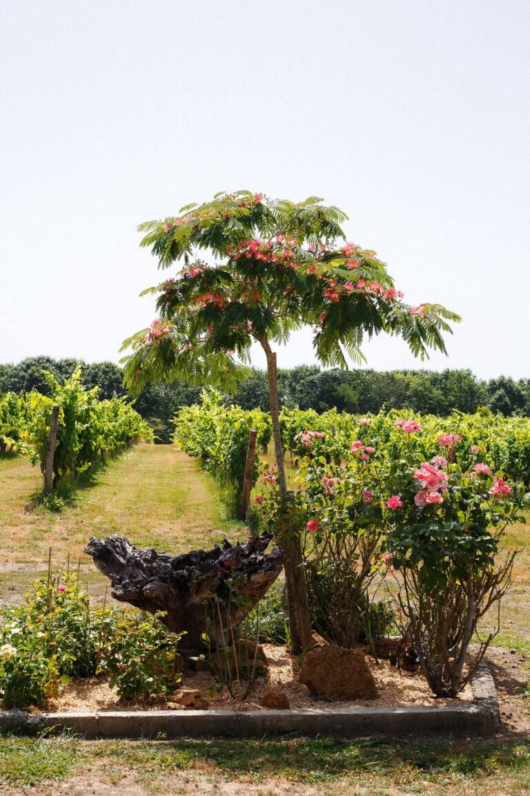 Domaine de Vibois - Domaine 3