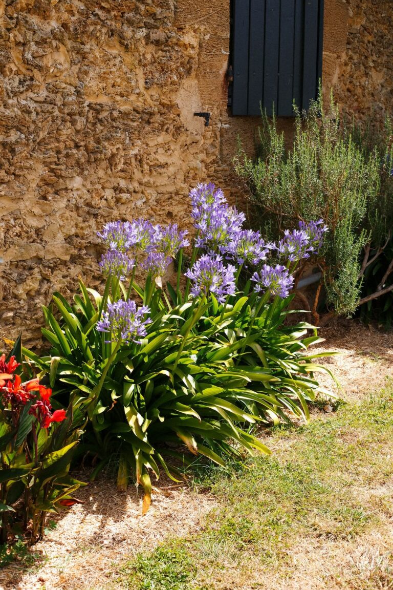 Domaine de Vibois - Domaine 4